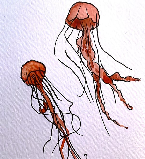 Jellyfish
